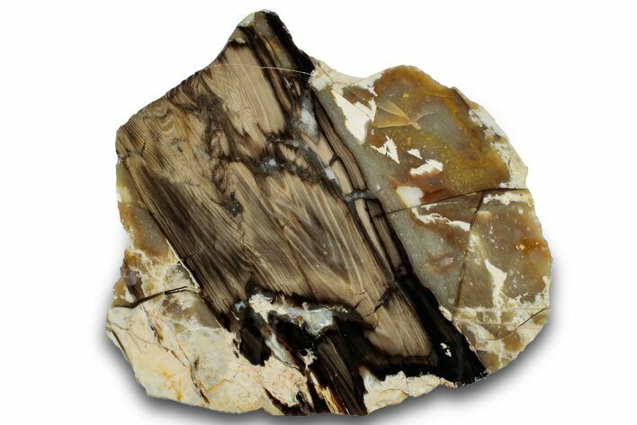 Cretaceous Petrified Wood (Araucaria) Section - Australia #260794